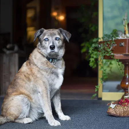 Romantica زيرمات